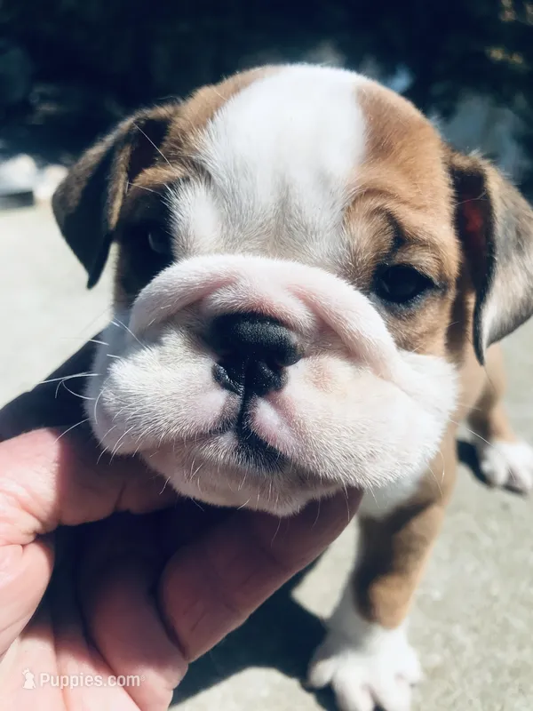SSR/F1 – English Bulldog puppy for sale in Minooka, IL