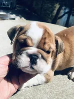 SSR/F1, a female English Bulldog for sale in Minooka, IL – Photo 2 of 2