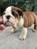 RTG/F4, a female English Bulldog for sale in Minooka, IL – 2 of 3