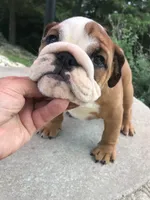 RRR/F4, a female English Bulldog for sale in Minooka, IL – 2 of 3