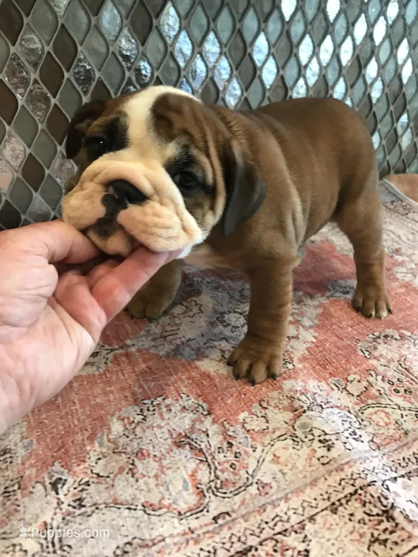 RRT /F1 – English Bulldog puppy for sale in Minooka, IL