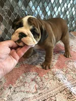 RRT /F1, a female English Bulldog for sale in Minooka, IL – 1 of 2