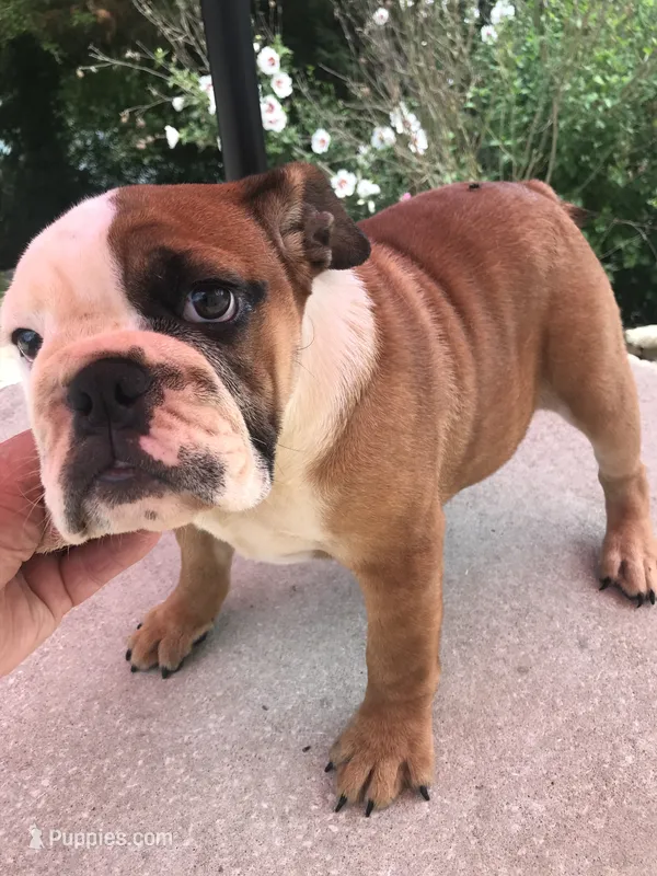 JJT/F2 – English Bulldog puppy for sale in Minooka, IL