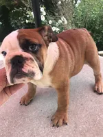 JJT/F2, a female English Bulldog for sale in Minooka, IL – 3 of 3