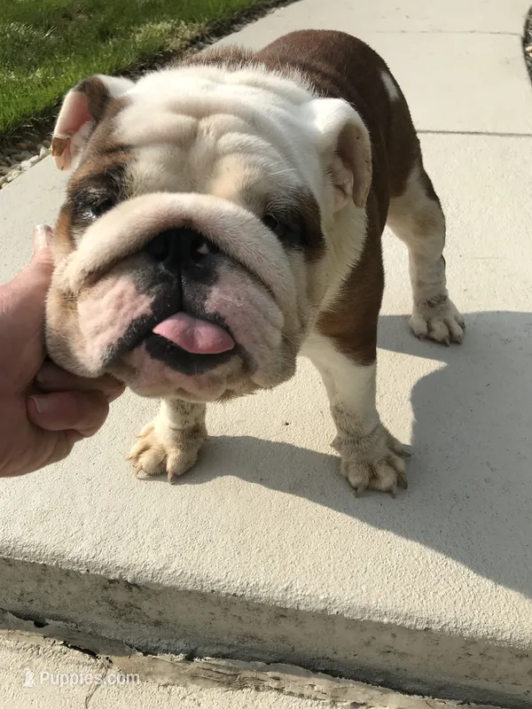 EET/M1 – English Bulldog puppy for sale in Minooka, IL