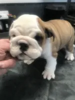 processed/68cfefed-cc85-4ba9-b115-cd17d2dc9f84/listing/4619b268-90bc-4c1d-9e3d-1d307899bf78/32019e08-0db1-41fb-b844-2f267766ecd6