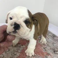 TYS/M2, a male English Bulldog for sale in Minooka, IL – Photo 2 of 3