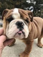 BBR/M4, a male English Bulldog for sale in Minooka, IL – Photo 2 of 3