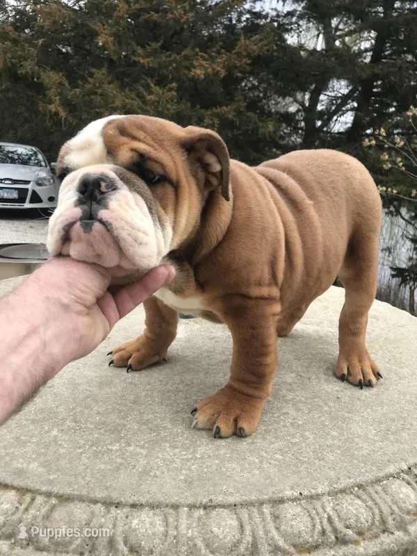 BBR/M4 – English Bulldog puppy for sale in Minooka, IL