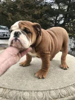 BBR/M4, a male English Bulldog for sale in Minooka, IL – Photo 1 of 3