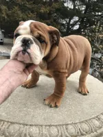 BBR/M4, a male English Bulldog for sale in Minooka, IL – Photo 3 of 3