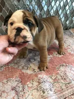 RRT/M1, a male English Bulldog for sale in Minooka, IL – 2 of 2