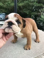 RRR/F4, a female English Bulldog for sale in Minooka, IL – 1 of 3