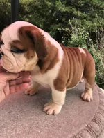 RRD/M1, a male English Bulldog for sale in Minooka, IL – 3 of 3