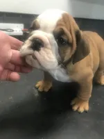 processed/68cfefed-cc85-4ba9-b115-cd17d2dc9f84/listing/539bd291-34f5-4508-9b35-9252f577b9c5/449da2b7-69bf-4c65-94ed-3c75d69a56bd