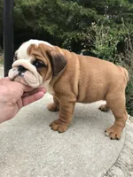 RRR/M1, a male English Bulldog for sale in Minooka, IL – 3 of 3