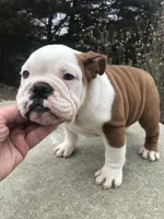 MMR/F2, a female English Bulldog for sale in Minooka, IL – Photo 2 of 3