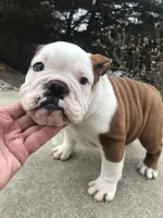 MMR/F2, a female English Bulldog for sale in Minooka, IL – Photo 3 of 3