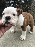 MMR/F2, a female English Bulldog for sale in Minooka, IL – Photo 1 of 3
