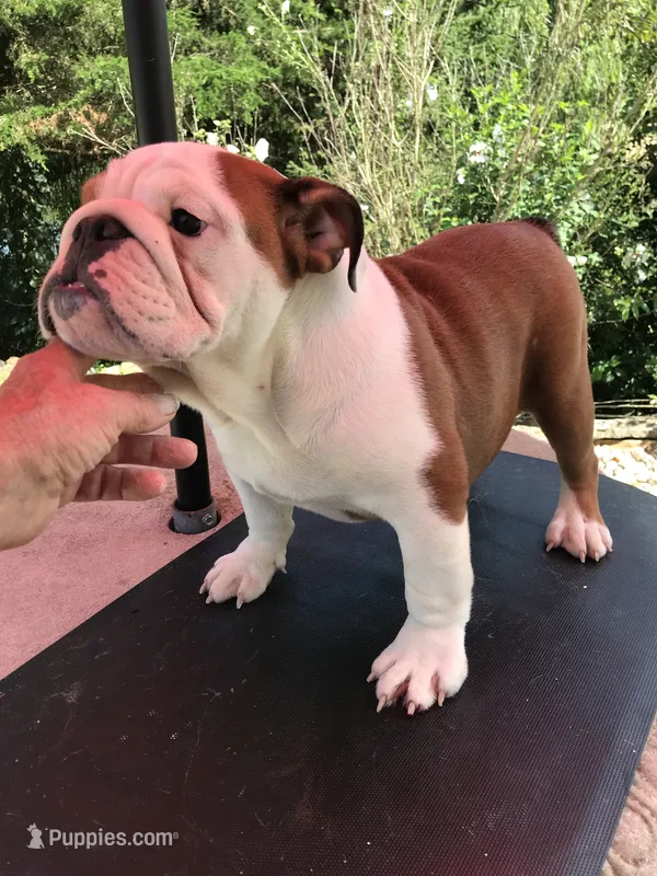 SSR/F1 – English Bulldog puppy for sale in Minooka, IL