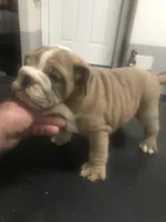 processed/68cfefed-cc85-4ba9-b115-cd17d2dc9f84/listing/5b9f58d1-9701-482b-8190-ceb03a8027ba/9da251d9-0a7c-4afe-867a-6ccf00453401