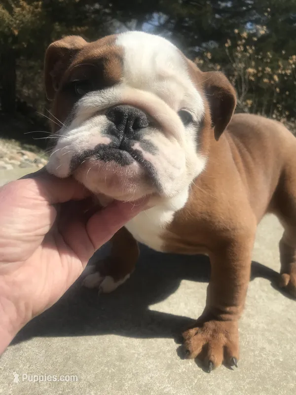 BBR/F1 – English Bulldog puppy for sale in Minooka, IL