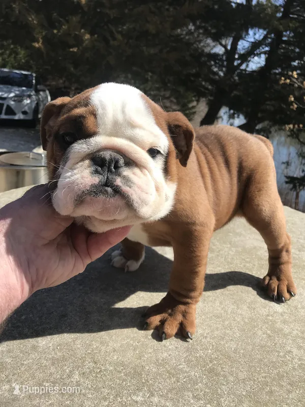 BBR/F1 – English Bulldog puppy for sale in Minooka, IL