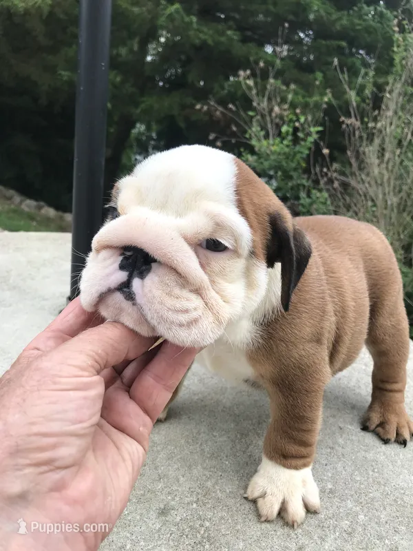 RRRM2 – English Bulldog puppy for sale in Minooka, IL