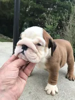 RRRM2, a male English Bulldog for sale in Minooka, IL – 3 of 3