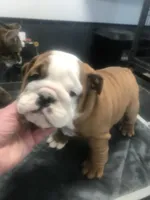 TYSFI, a female English Bulldog for sale in Minooka, IL – Photo 1 of 3