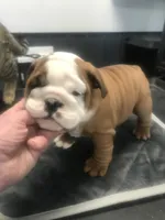 TYSFI, a female English Bulldog for sale in Minooka, IL – Photo 3 of 3
