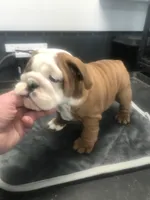 TYSFI, a female English Bulldog for sale in Minooka, IL – Photo 2 of 3