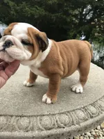 SSR/F3, a female English Bulldog for sale in Minooka, IL – Photo 1 of 3