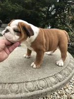 SSR/F3, a female English Bulldog for sale in Minooka, IL – Photo 2 of 3