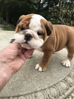 SSR/F3, a female English Bulldog for sale in Minooka, IL – Photo 3 of 3