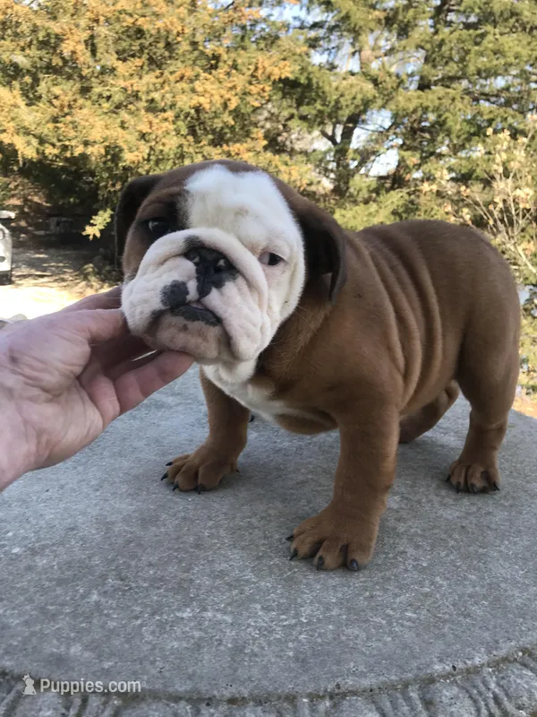 TYS/M4 – English Bulldog puppy for sale in Minooka, IL
