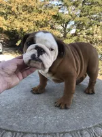 TYS/M4, a male English Bulldog for sale in Minooka, IL – Photo 1 of 3