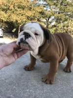 TYS/M4, a male English Bulldog for sale in Minooka, IL – Photo 2 of 3