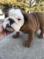 TYS/M4, a male English Bulldog for sale in Minooka, IL – Photo 3 of 3