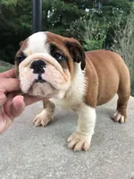 RTG/F4, a female English Bulldog for sale in Minooka, IL – 1 of 3