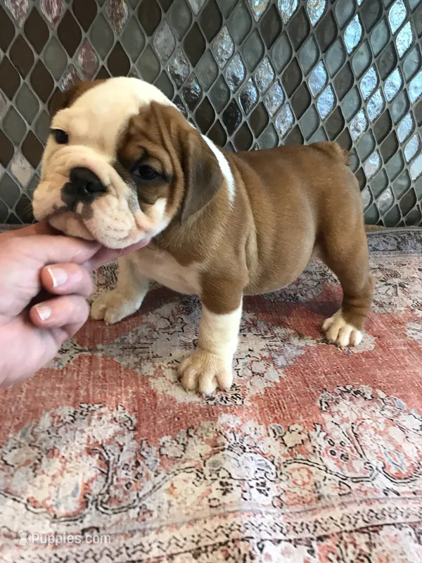 RRT/F2 – English Bulldog puppy for sale in Minooka, IL