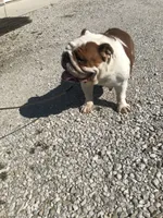 ROSE, a female English Bulldog for sale in Minooka, IL – 2 of 2