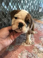 RRT/F2, a female English Bulldog for sale in Minooka, IL – 2 of 2