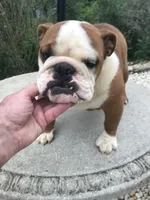 RR/4, a female English Bulldog for sale in Minooka, IL – 3 of 3