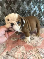 RTG/F3, a female English Bulldog for sale in Minooka, IL – 2 of 2