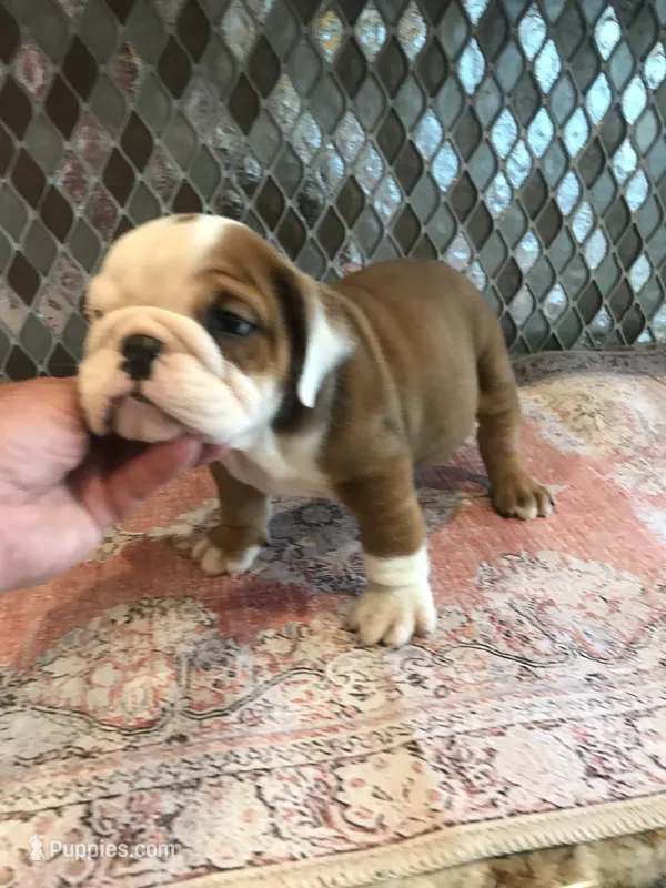 WCR/MI – English Bulldog puppy for sale in Minooka, IL