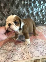 WCR/MI, a male English Bulldog for sale in Minooka, IL – 1 of 2