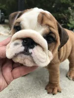 RRR/M1, a male English Bulldog for sale in Minooka, IL – 2 of 3