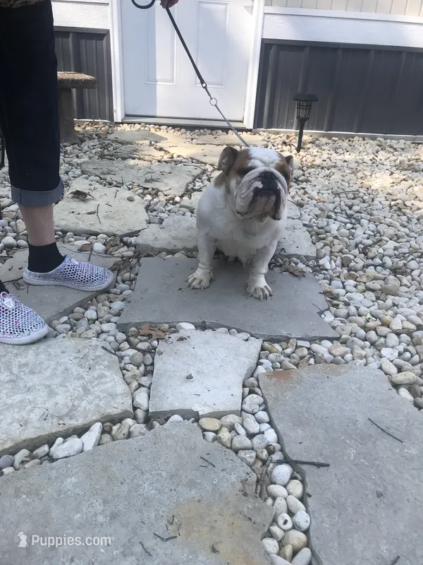ROSE – English Bulldog puppy for sale in Minooka, IL