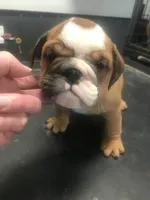 processed/68cfefed-cc85-4ba9-b115-cd17d2dc9f84/listing/8b89a94b-85a6-47f3-855c-8103e43818b3/98e90a0d-7d12-4793-a1fe-416e74b98cf1